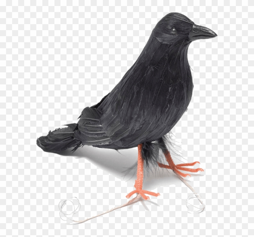 Feather Raven Bird - Crow Decoration Clipart #5182397