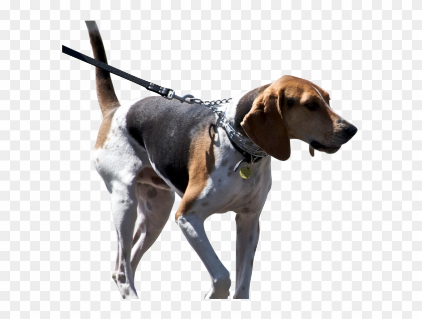 New Campaign Aims To Keep Beachgoers Out Of The Dog - Treeing Walker Coonhound Clipart #5183468