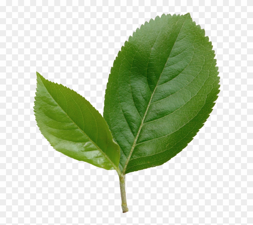 Thumb Image - Canoe Birch Clipart