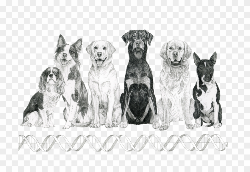 Shayla Love - English Foxhound Clipart