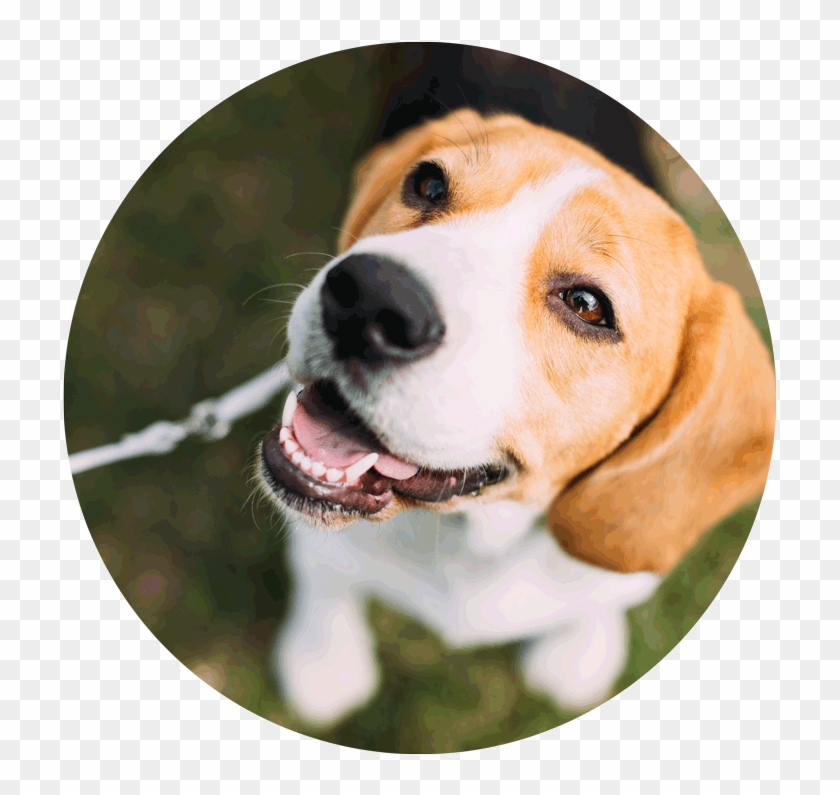 How To Do It - Dogs Name Clipart #5183939