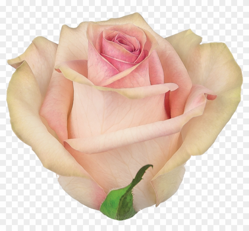 Cup Cake Roza - Garden Roses Clipart