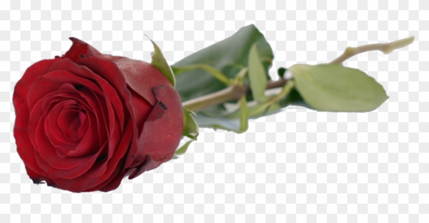 Romantic Good Morning Love Quotes Clipart