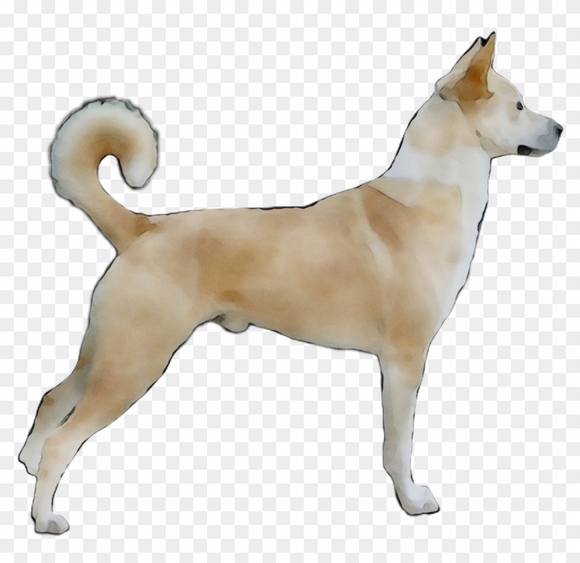 Ancient Jindo Dog Canaan Norwegian Buhund Korean Clipart - Ancient Dog Breeds - Png Download #5188220