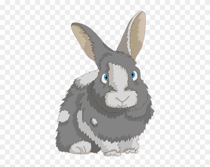 Rabbit, Cute, Dwarf Rabbit, Long Eared, Bunny, Hare - Królik Png Clipart