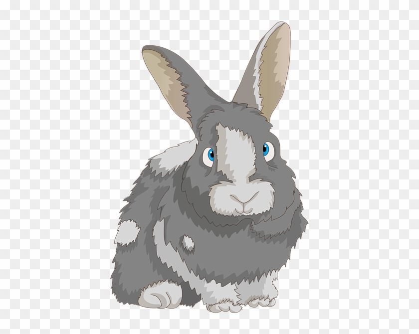 Rabbit, Cute, Dwarf Rabbit, Long Eared, Bunny, Hare - Królik Png Clipart #5189055