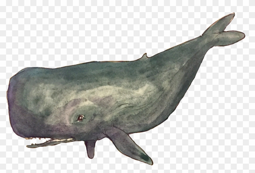 Some Transparent Deep Sea Images - Grey Whale Clipart