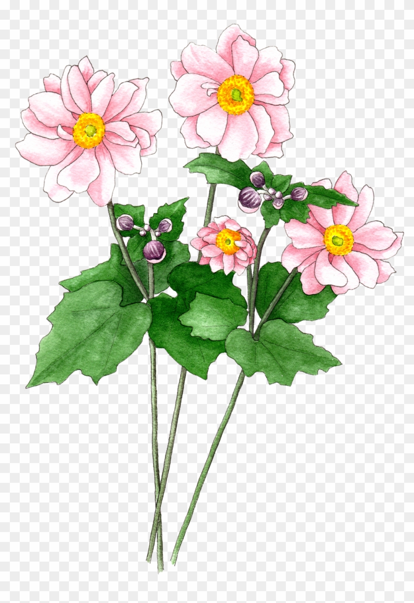 Japanese Anemones Pink - Zinnia Angustifolia Clipart #5189204