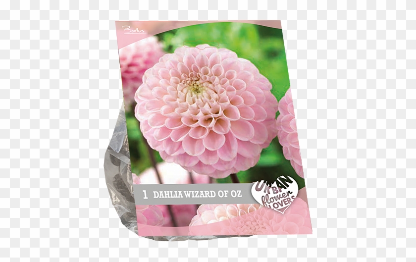 7220 Dahlia Wizard Of Oz Per 1 Urban Flowers - Dahlia Clipart #5189319