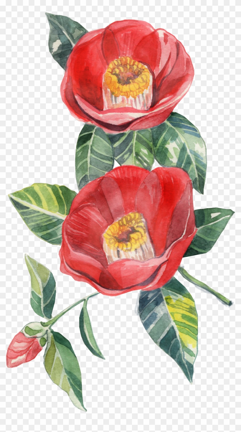Japanese Camellia , Png Download - Garden Roses Clipart #5189670
