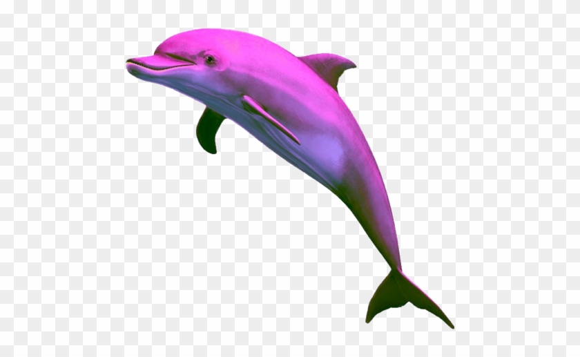 #dolphin #pink #pinkdolphin #png - Png Dolphin Clipart #5191221