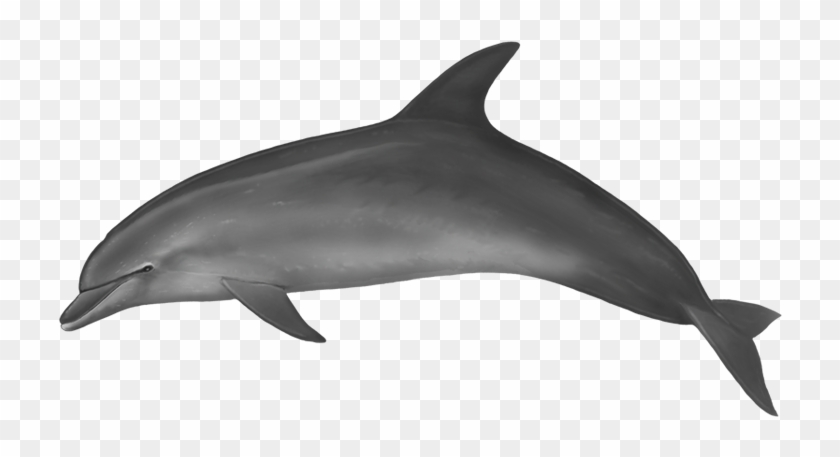 Bottlenose Dolphin - Dolphin Body Clipart #5191897