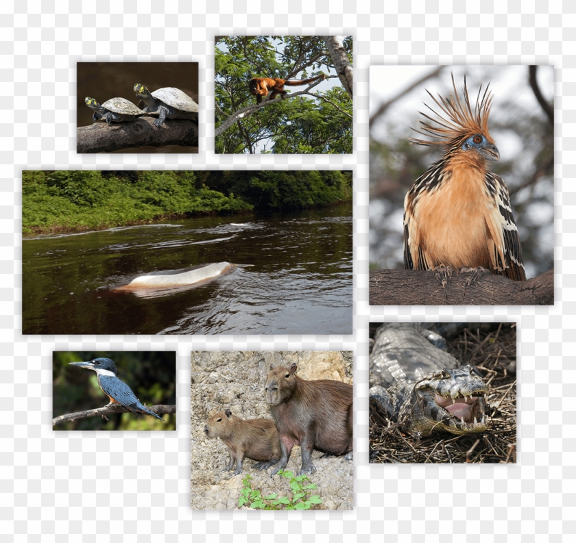 Pampas-summary - Green Jay Clipart #5192196