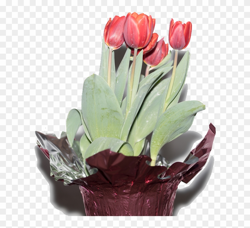 Tulips Tranparent Png - Tulip Clipart #5192285