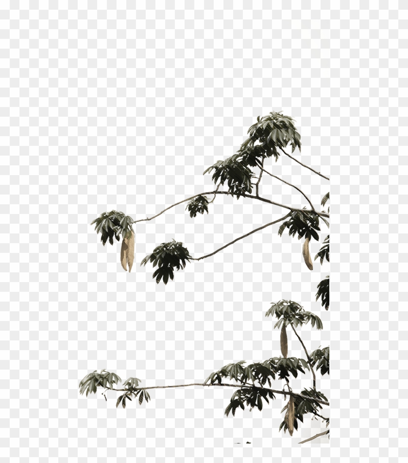 Chann Bangkok Noi - Palm Tree Clipart