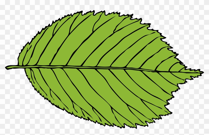 This Free Icons Png Design Of Bi-serrate Leaf - Leaf Clip Art Jpg Transparent Png