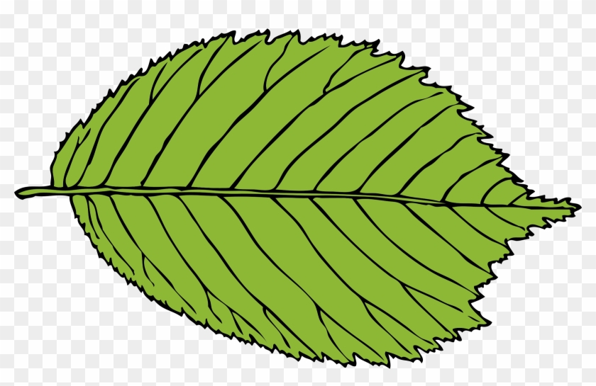 This Free Icons Png Design Of Bi-serrate Leaf - Leaf Clip Art Jpg Transparent Png #5192928