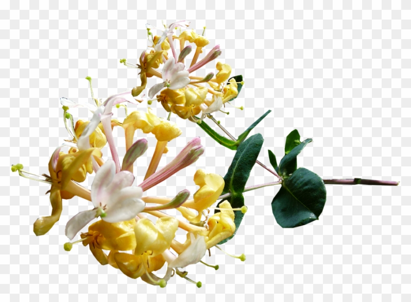 Honeysuckle Flower Png Clipart