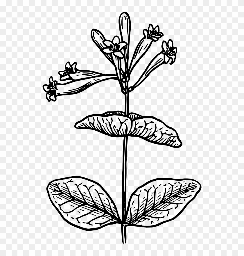 Clipart Medium Image Png - Black And White Drawing Honeysuckle Transparent Png #5194241