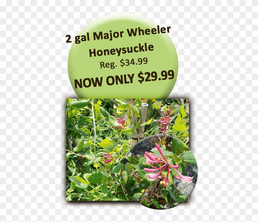 2gal Honeysuckle - Flower Clipart #5194464