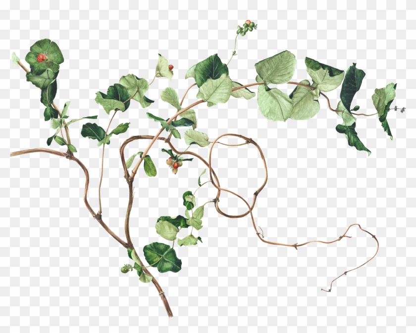 Honeysuckle Drawing Plant - Ivy Plant Drawing Clipart #5194481