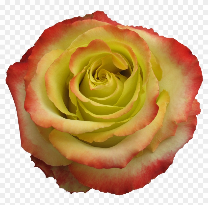 Rose Zazu - Hybrid Tea Rose Clipart #5194586