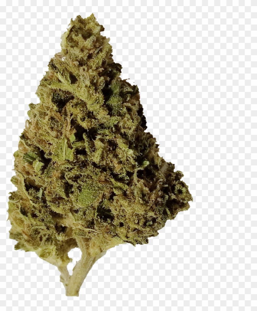 Honeysuckle - Plane Clipart