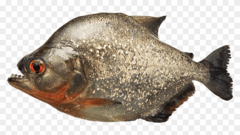 Animals - Piranhas - Piranha Fish Png Clipart
