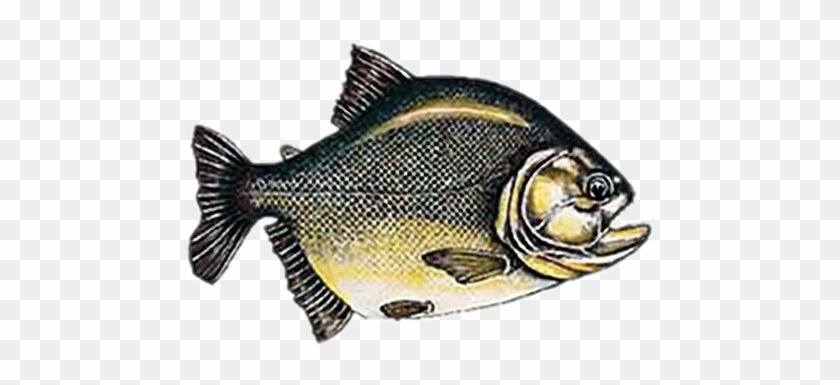 Piranha Sticker - Primeiros Peixes Com Mandíbulas Clipart #5196475
