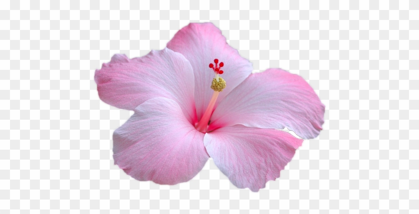 Flower Pink Flower Pink Garden Pink Petals Nice - Chinese Hibiscus Clipart #5197115