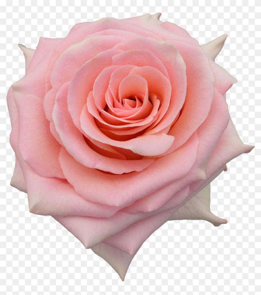 Rose - Rose Saga Clipart