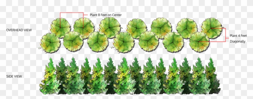 Double Row Of Trees - Thuja Green Giant Planting Guide Clipart