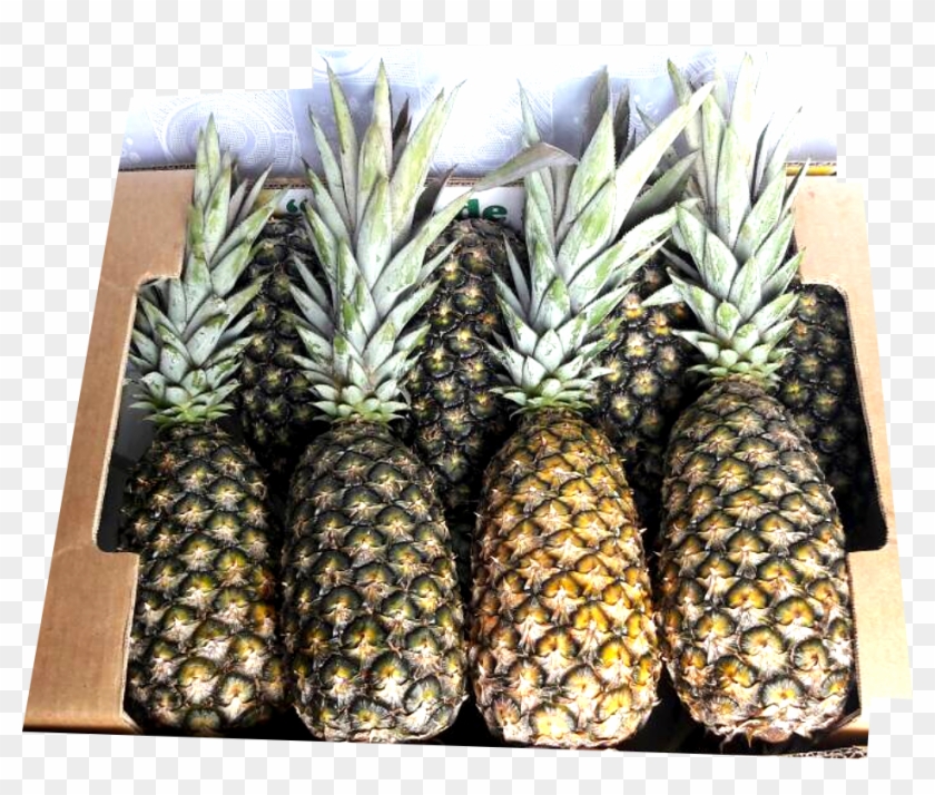 Juice, Puree, Freeze Or Grill Slices - Pineapple Clipart