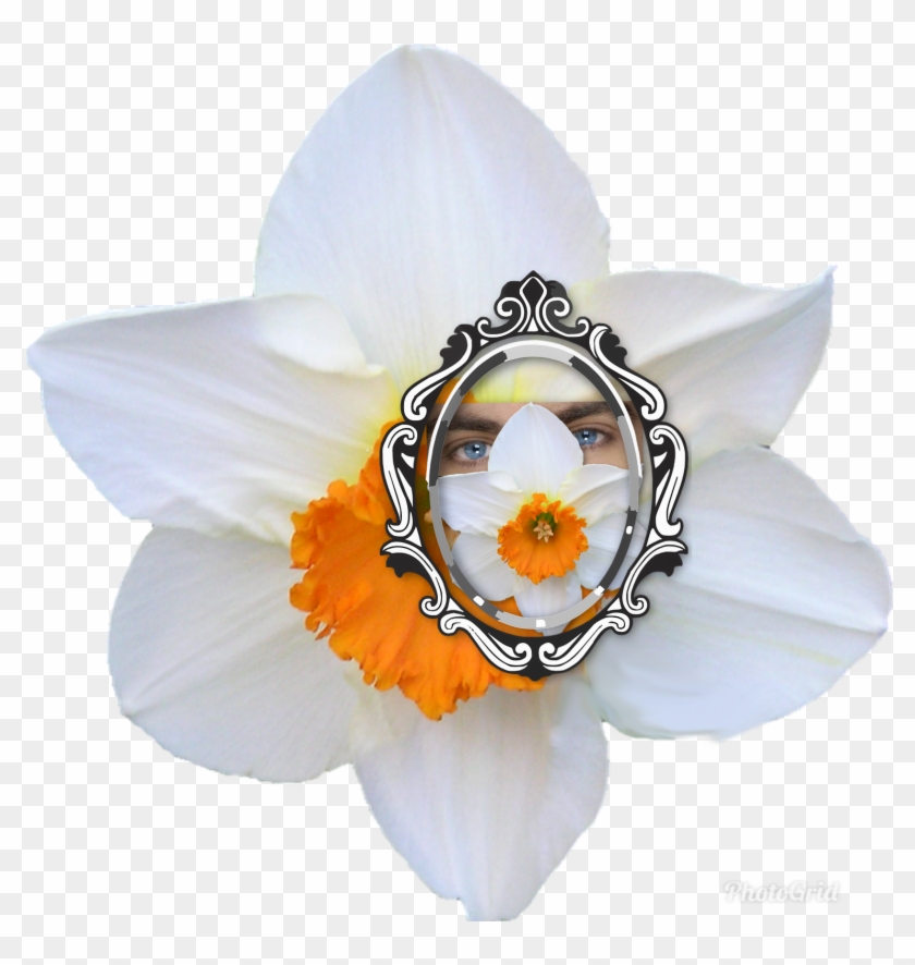 Sindicalismo Narciso Miró El Espejo Día Tras Día - Artificial Flower Clipart