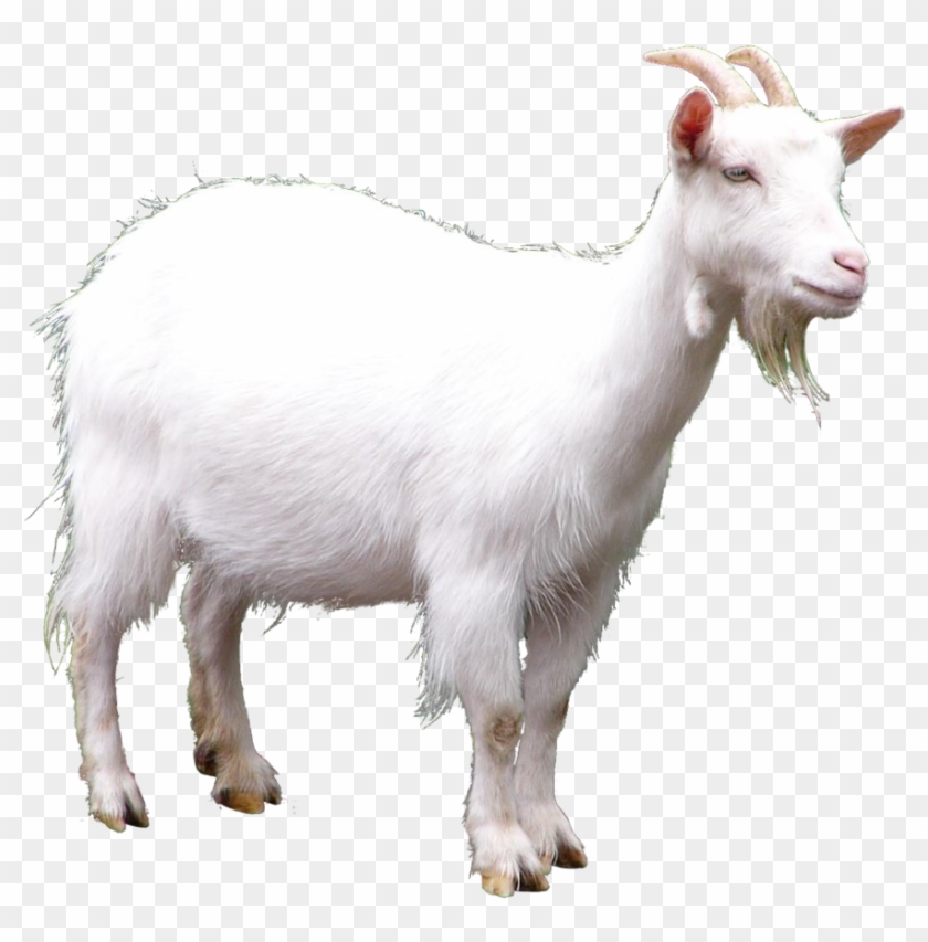 What Begins With L - Goat Png Clipart
