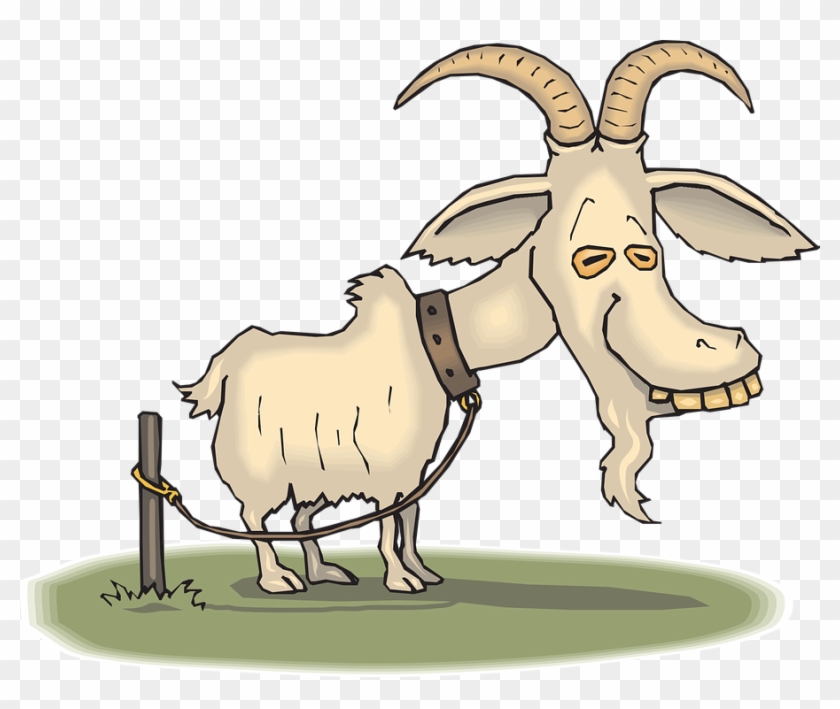 Clipart Goat Old Goat - Guinea Pigs Clip Art - Png Download #520666