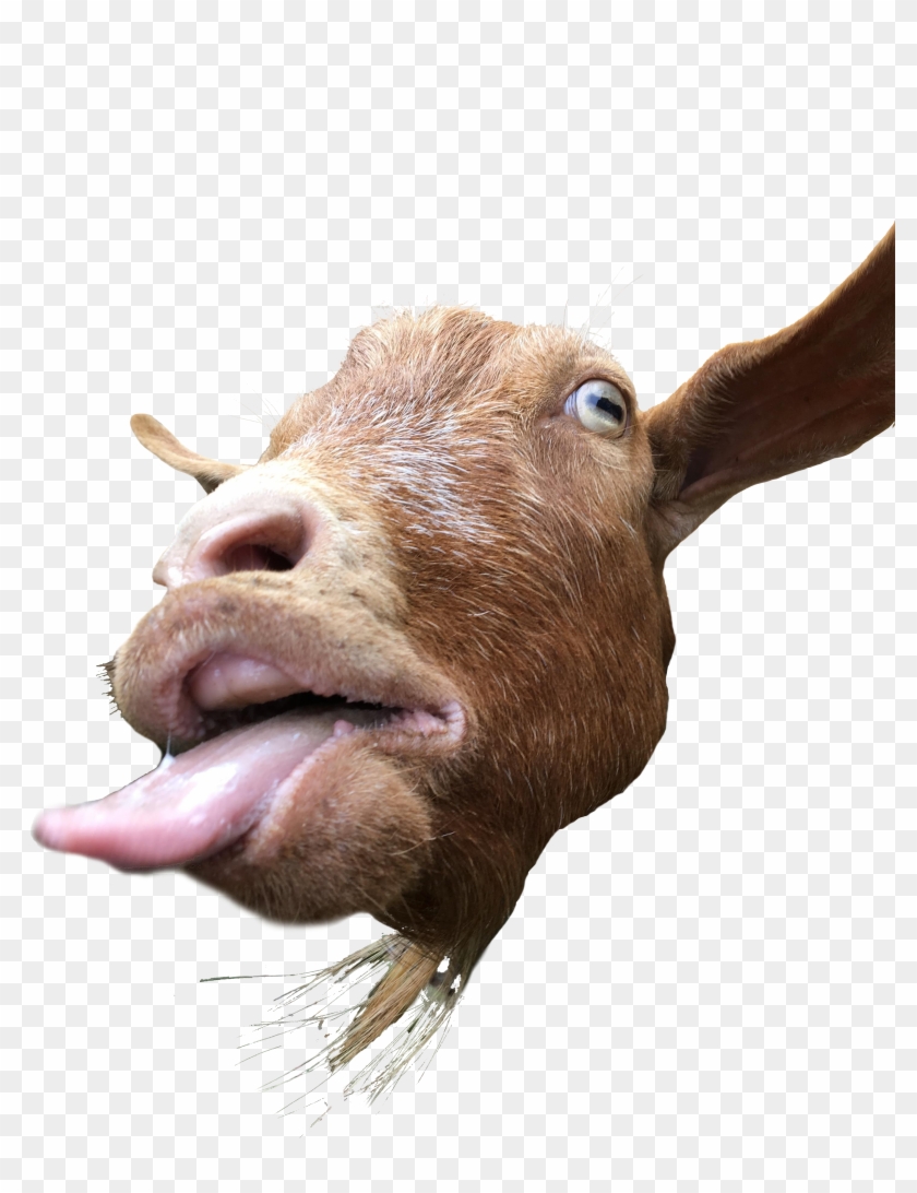 2884 X 4032 11 - Goats Sticking Their Tongues Out Clipart