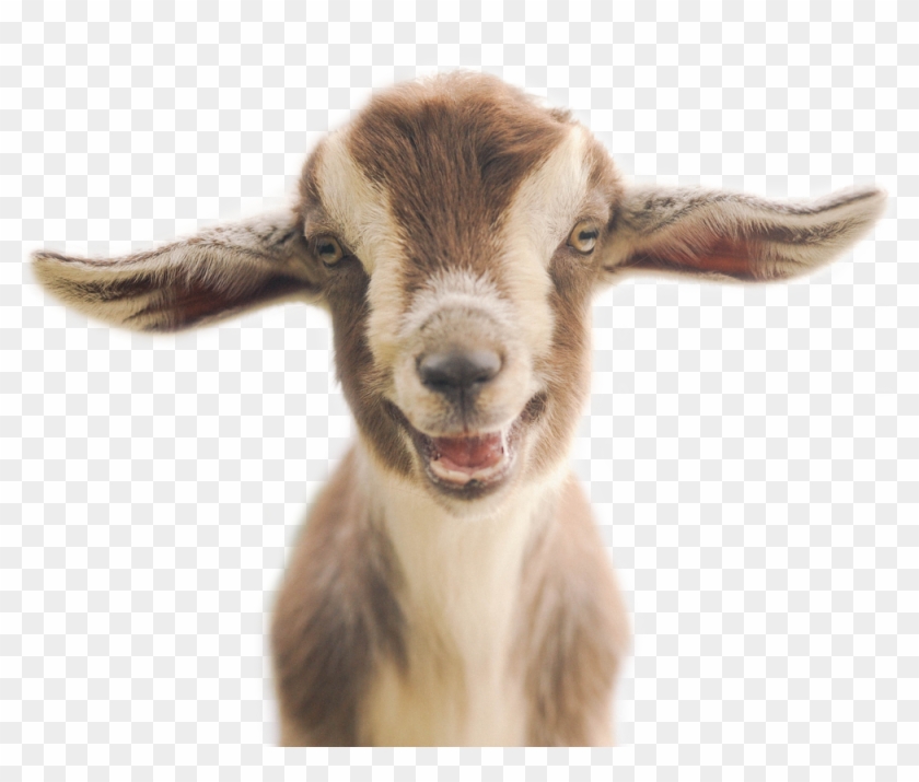 Goat - Kid Goat Clipart