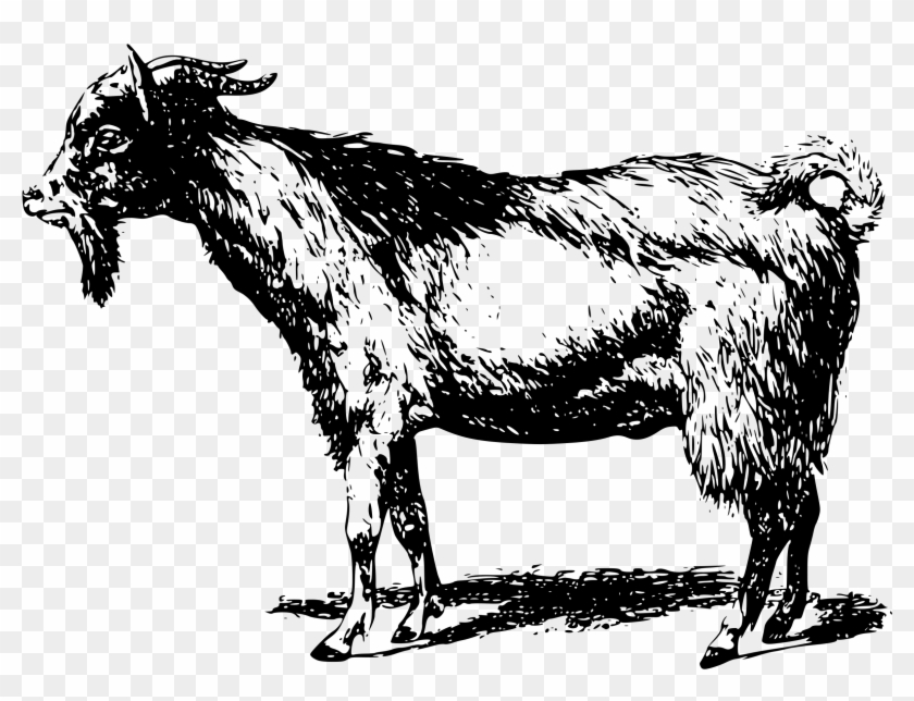 Big Image - Goat Art Transparent Clipart #521615