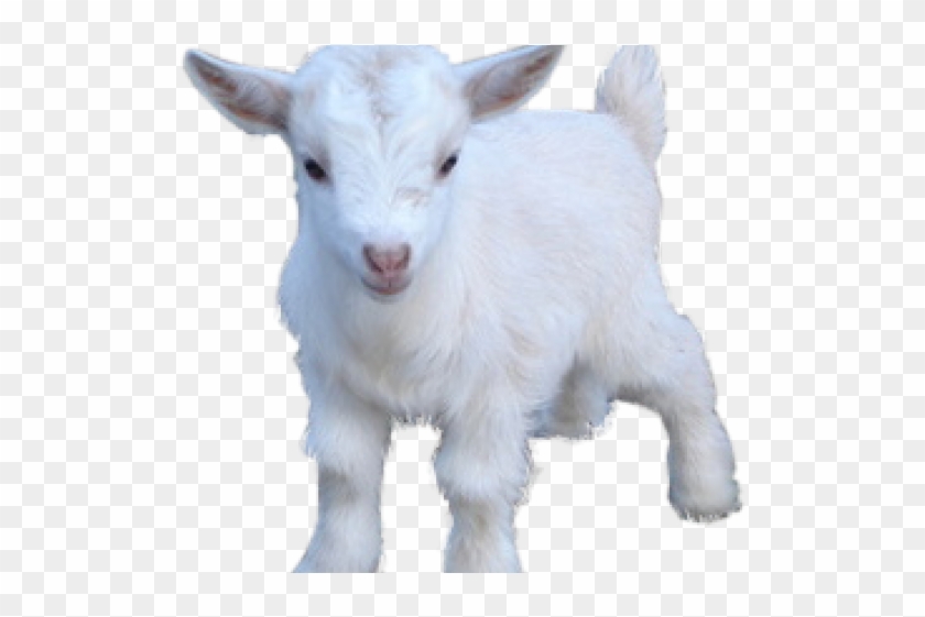 Goat Png Transparent Images - Goat Png Clipart #521839