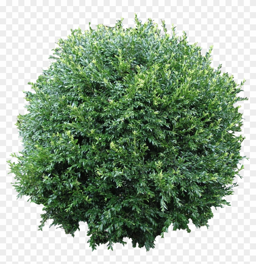 Bush Free Png Download - Bush Texture Png Clipart