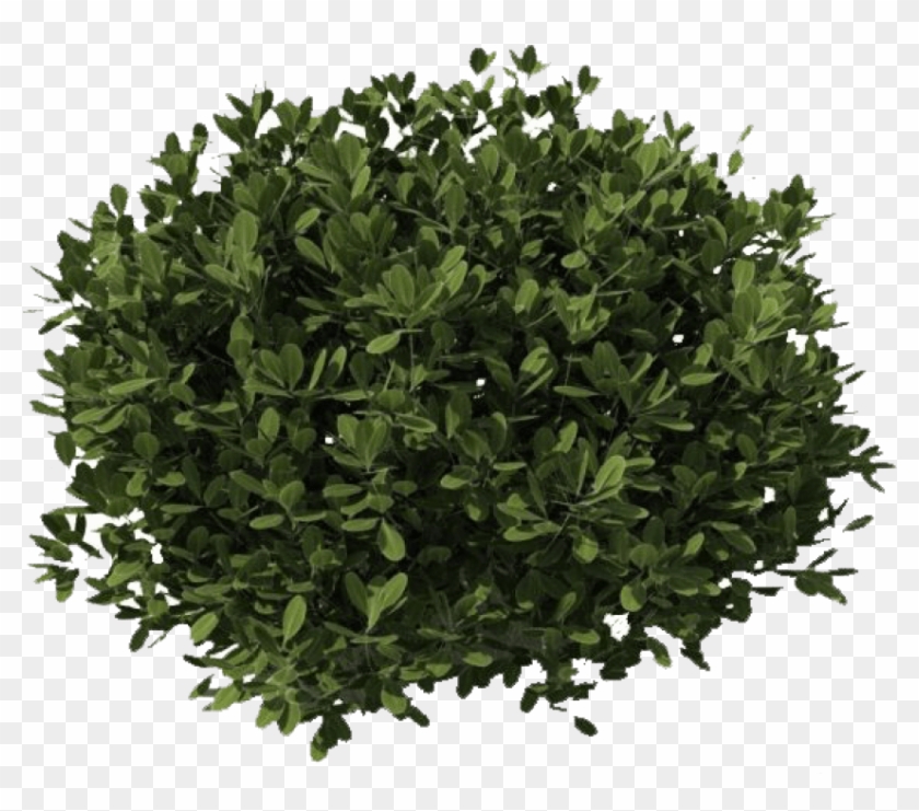 Free Png Download Bushes Png Images Background Png - Shrub Transparent Clipart #523967