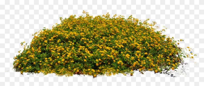 Plants Png Image - Bushes With Yellow Flowers Png Clipart
