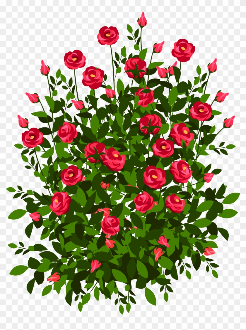 Red Rose Bush Png Clipart Picture - Bush Of Roses Drawing Transparent Png