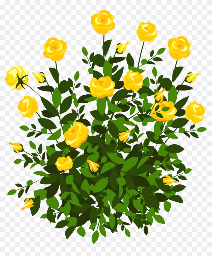 Yellow Rose Bush Png Clipart Picture - Yellow Rose Bush Png Transparent Png