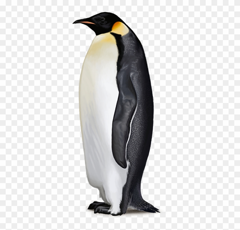 Penguin Free Png Image - Emperor Penguin Clear Background Clipart #524698