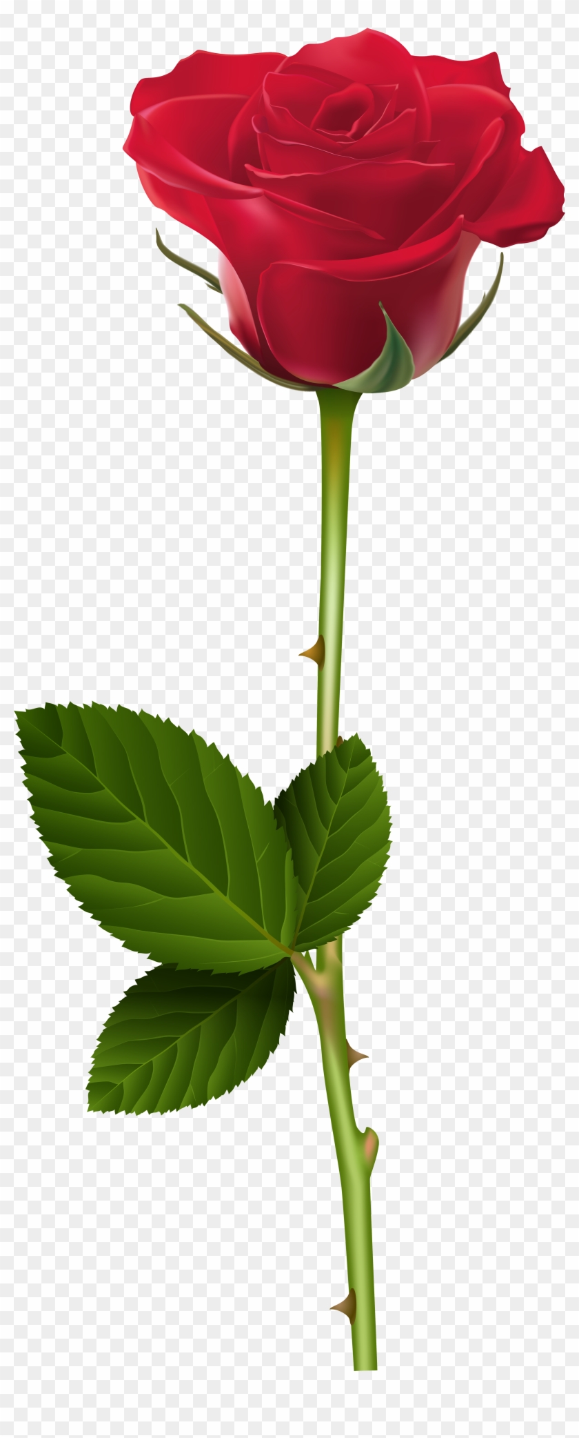 Rose For Picsart Editing Clipart