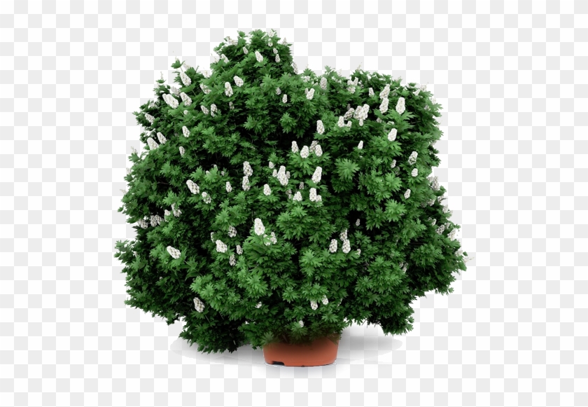 Garden Shrubs - Oakleaf Hydrangea Png Clipart