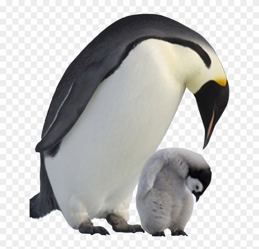 Penguin Png Image Transparent Background - Baby Penguins Png Clipart #524830