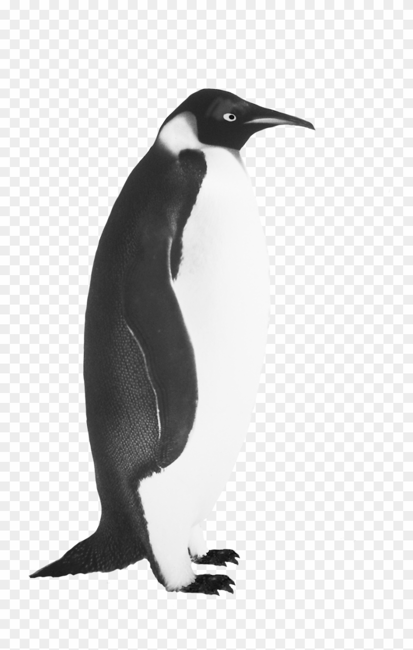 Penguin Png Icon - Realistic Penguin Clip Art Transparent Png #524859